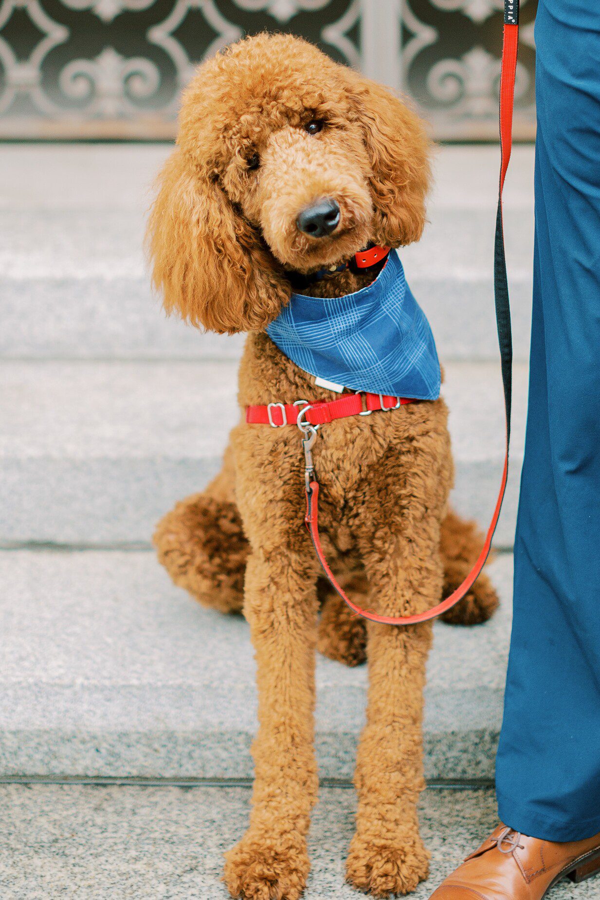 Copy of Graham the service dog