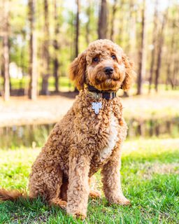 Copy of Roxie in the park